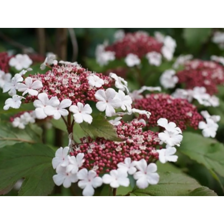 kalina Sargenta - Viburnum sargentii 'Onondaga'